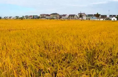 黎里故事｜金秋丰收时，说说那个躬身农事的倪慰农