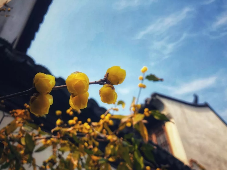 60秒，带你走进黎里