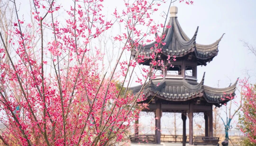 跟着春晚《贺花神》，来黎里赴花神之约！