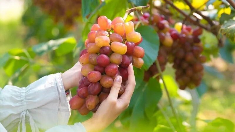 甜蜜上新！假期来黎里，采摘正当时！